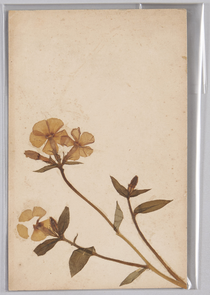 作品画像:草花 (標本貼付)