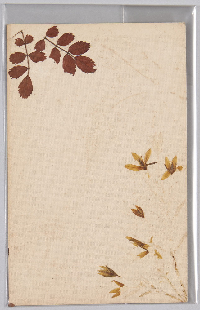 作品画像:草花 (標本貼付)