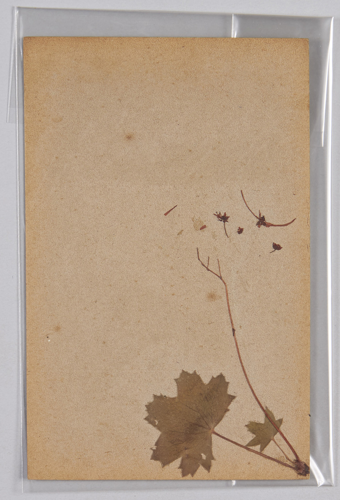 作品画像:草花 (標本貼付)