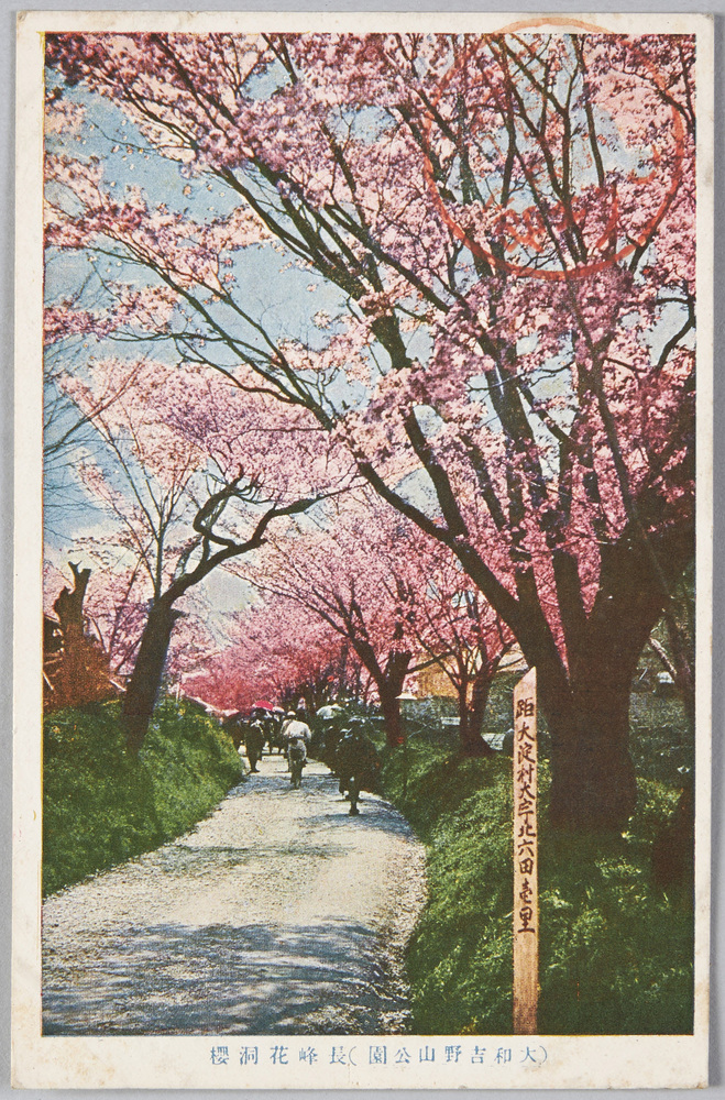 作品画像:(大和吉野山公園)長峰花洞桜