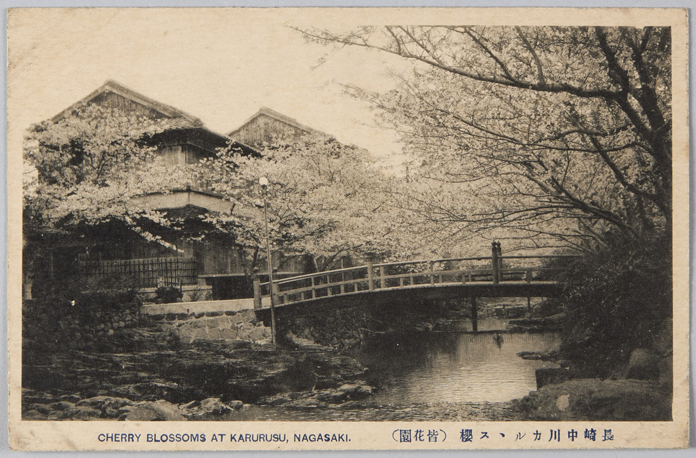 作品画像:長崎中川カルルス桜 (皆花園)