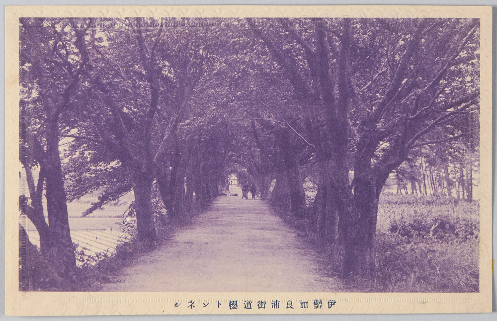 作品画像:伊勢加良浦街道桜トンネル