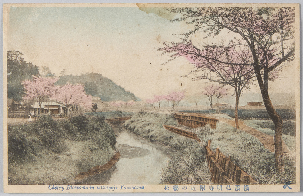 作品画像:横浜弘明寺附近の桜花