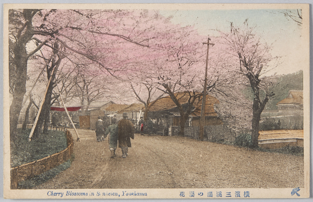 作品画像:横浜三溪園の桜花