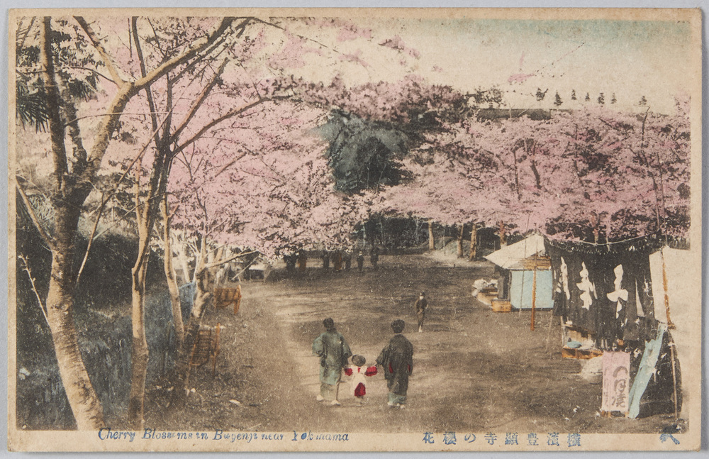 作品画像:横浜豊顕寺の桜花