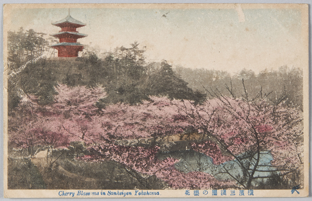 作品画像:横浜三溪園の桜花