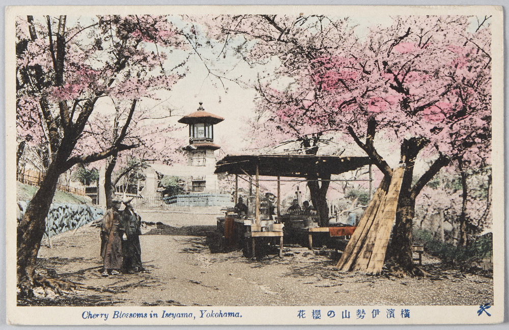 作品画像:横浜伊勢山の桜花