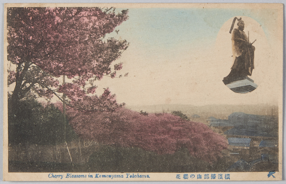 作品画像:横浜掃部山の桜花