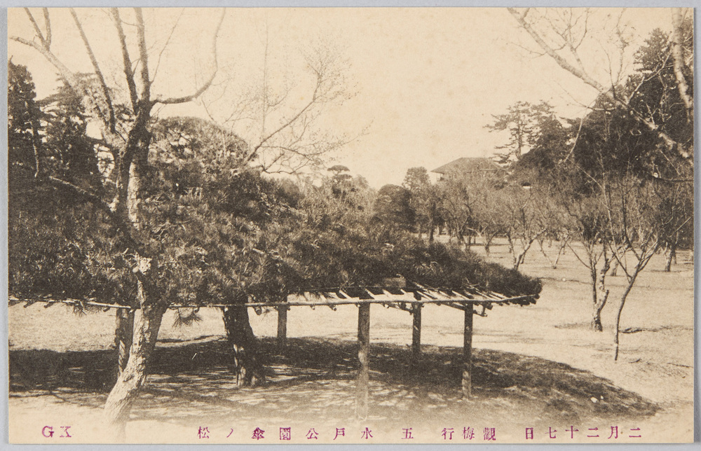 作品画像:二月二十七日 観梅行 五 水戸公園傘ノ松