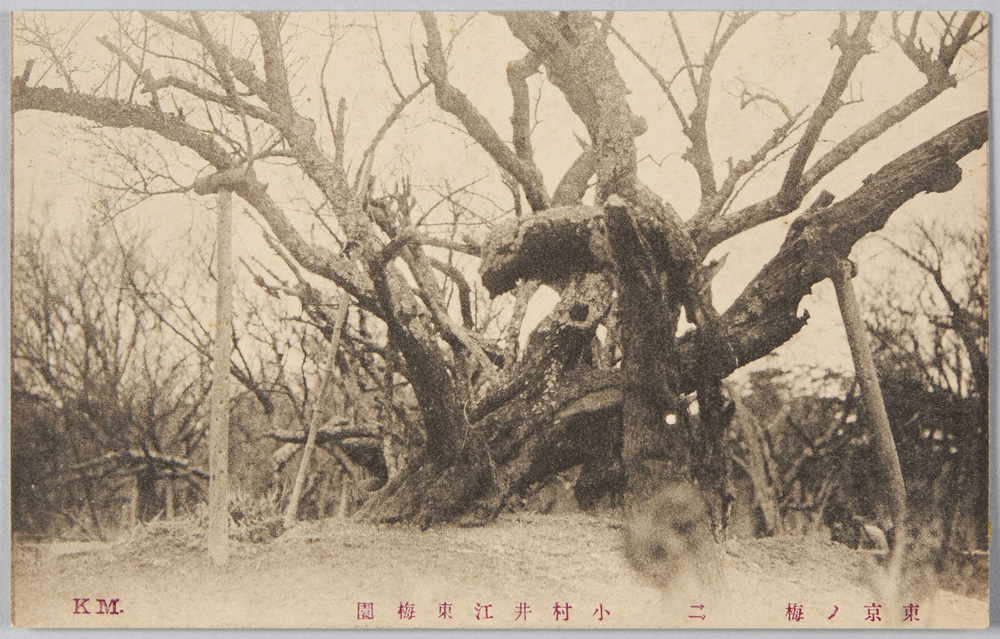 作品画像:東京ノ梅 五 小村井江東梅園
