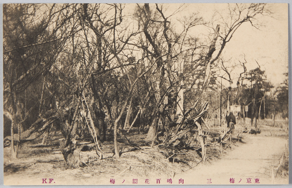 作品画像:東京ノ梅 三 向嶋百花園ノ梅