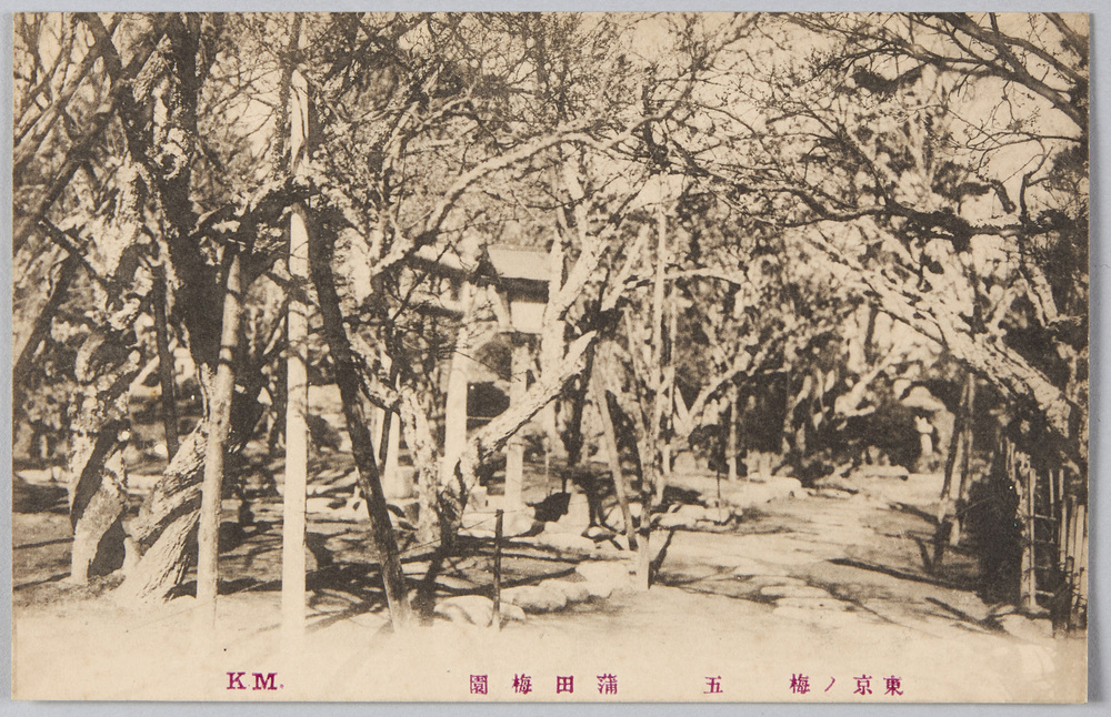 作品画像:東京ノ梅 五 蒲田梅園
