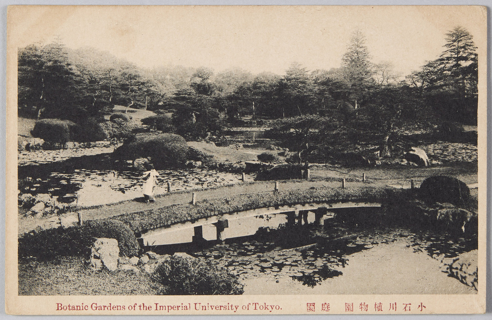 作品画像:小石川植物園 庭園