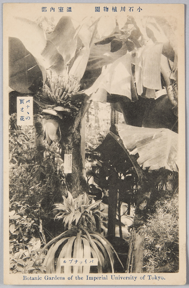 作品画像:小石川植物園