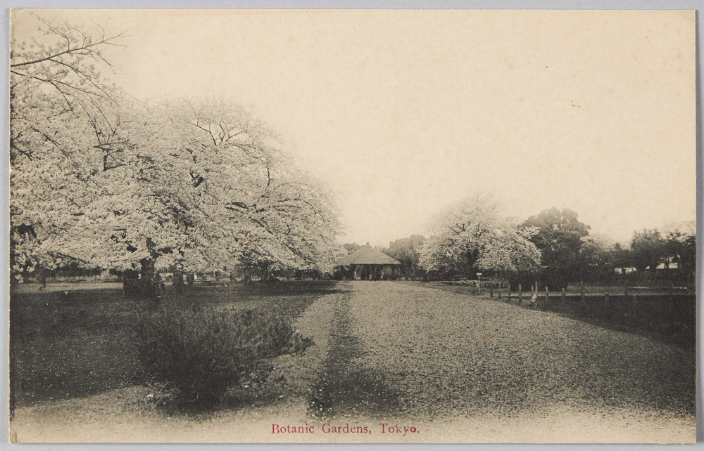 作品画像:Botanic Gardens,Tokyo(小石川植物園)