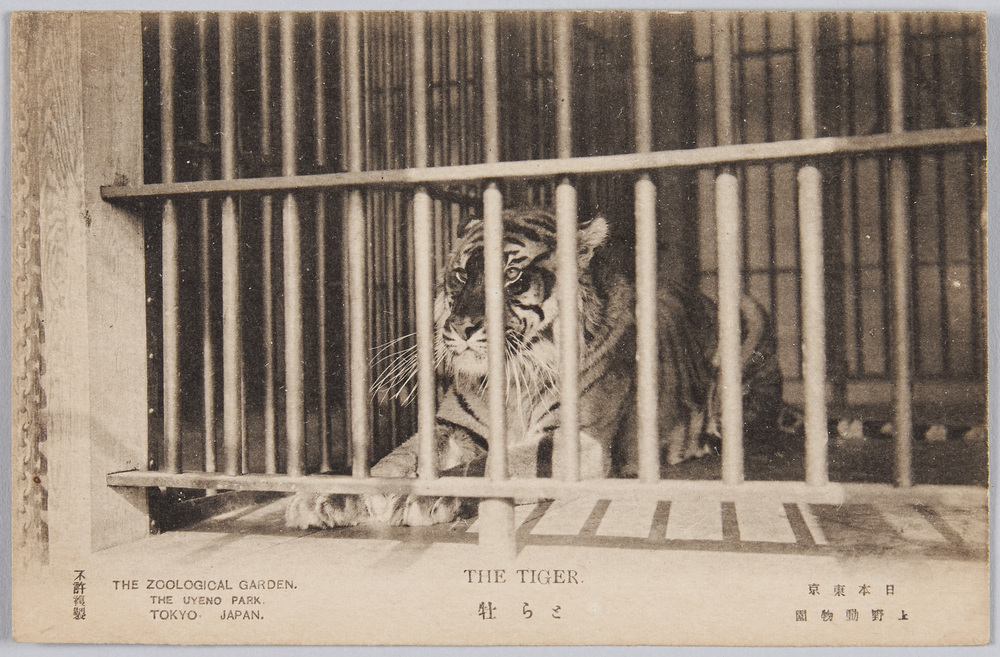 作品画像:上野動物園