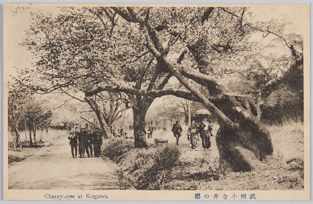 作品画像:武州小金井の桜
