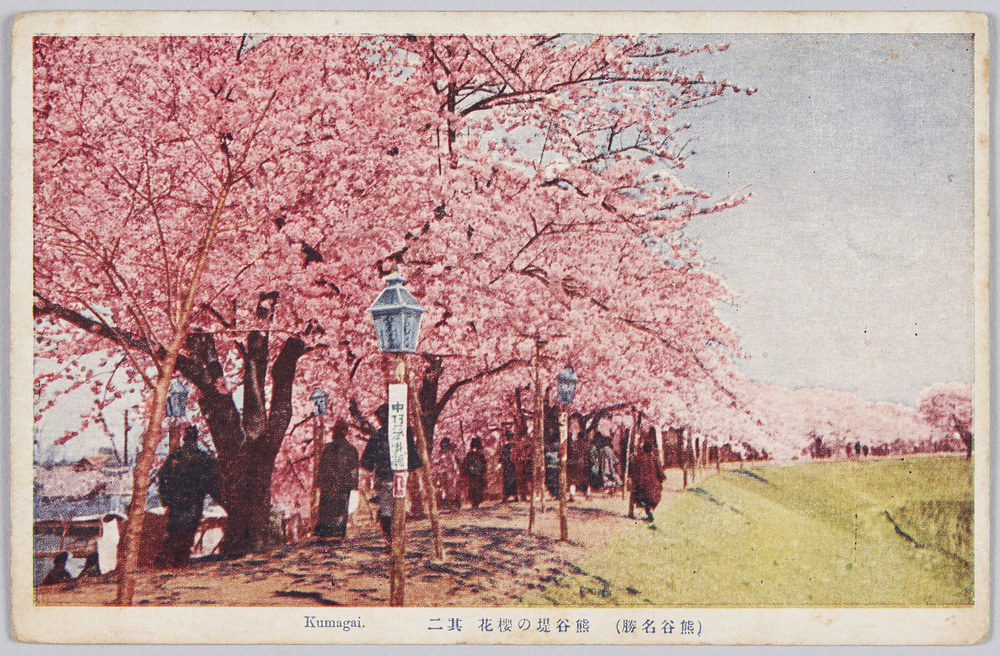 作品画像:熊谷堤の桜(其二)