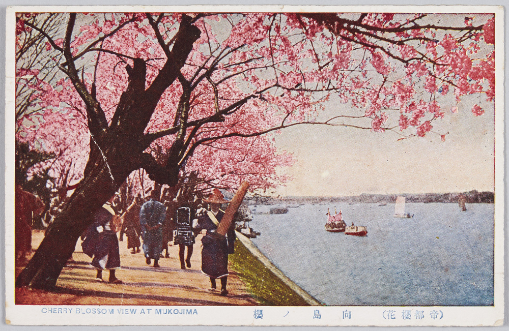 作品画像:向島の桜