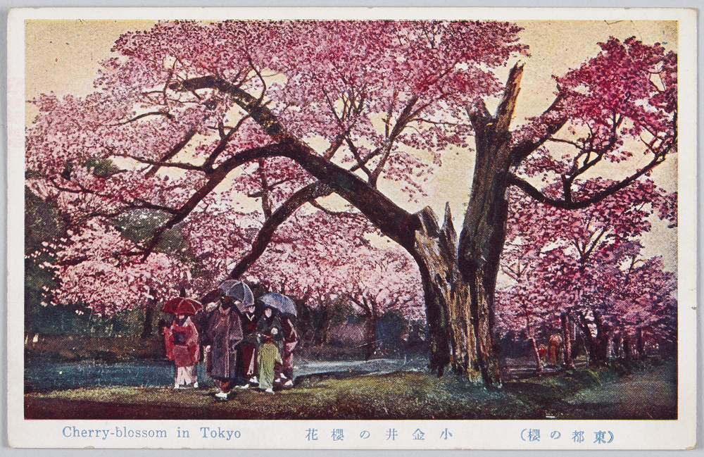 作品画像:小金井の桜