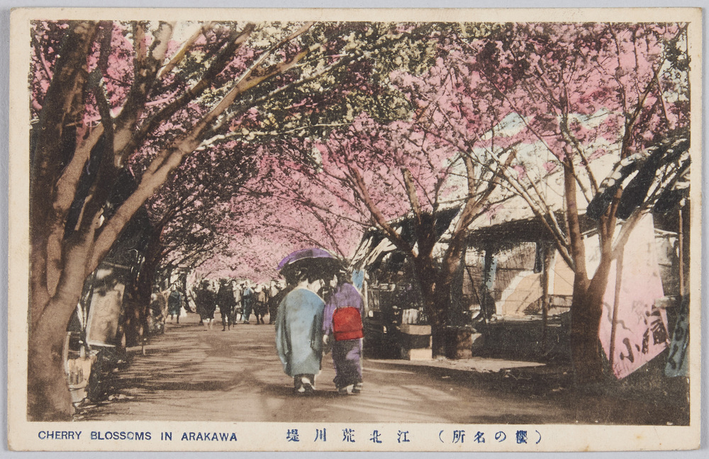 作品画像:荒川堤の桜