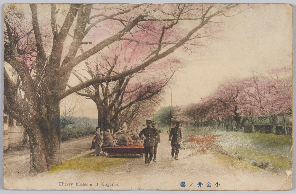 作品画像:小金井の桜