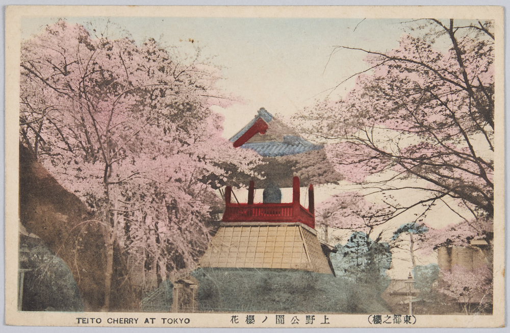 作品画像:上野公園の桜