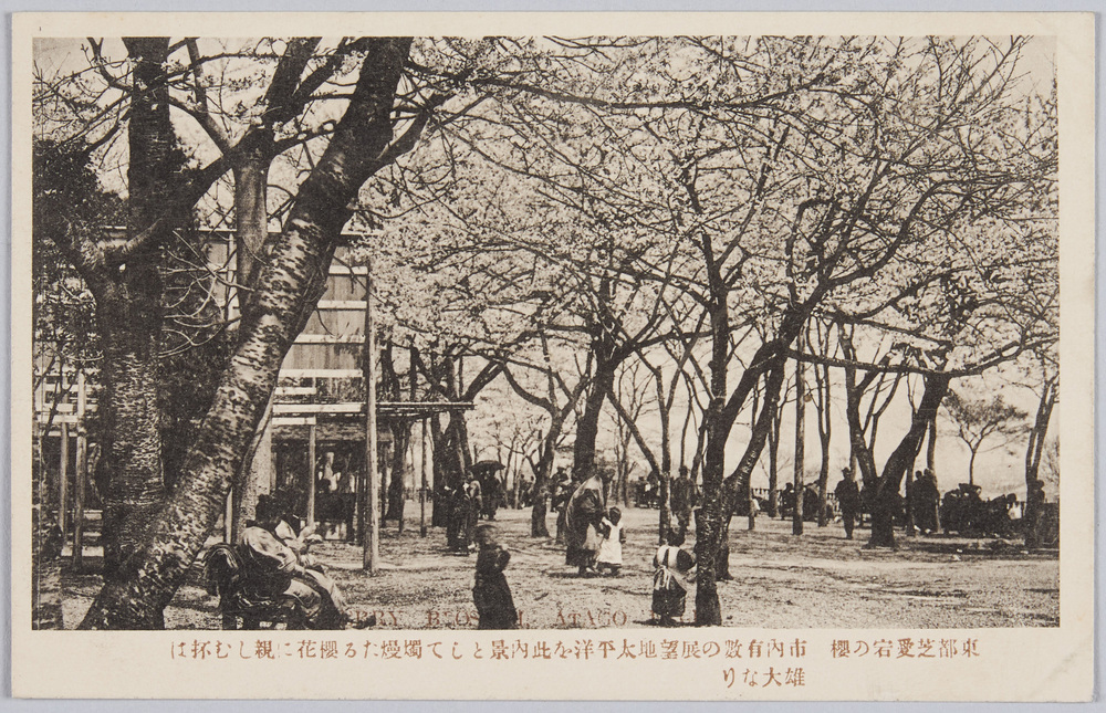 作品画像:芝 愛宕の桜