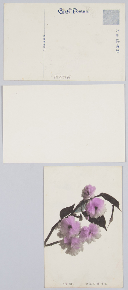 作品画像:荒川堤の桜