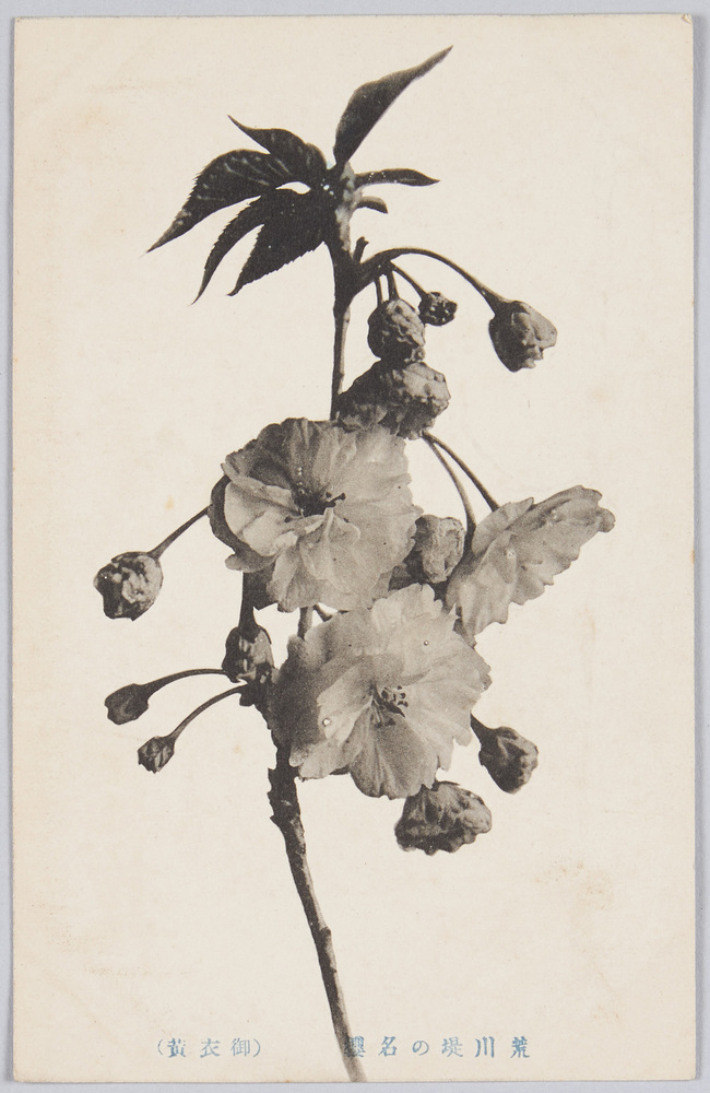 作品画像:荒川堤の桜