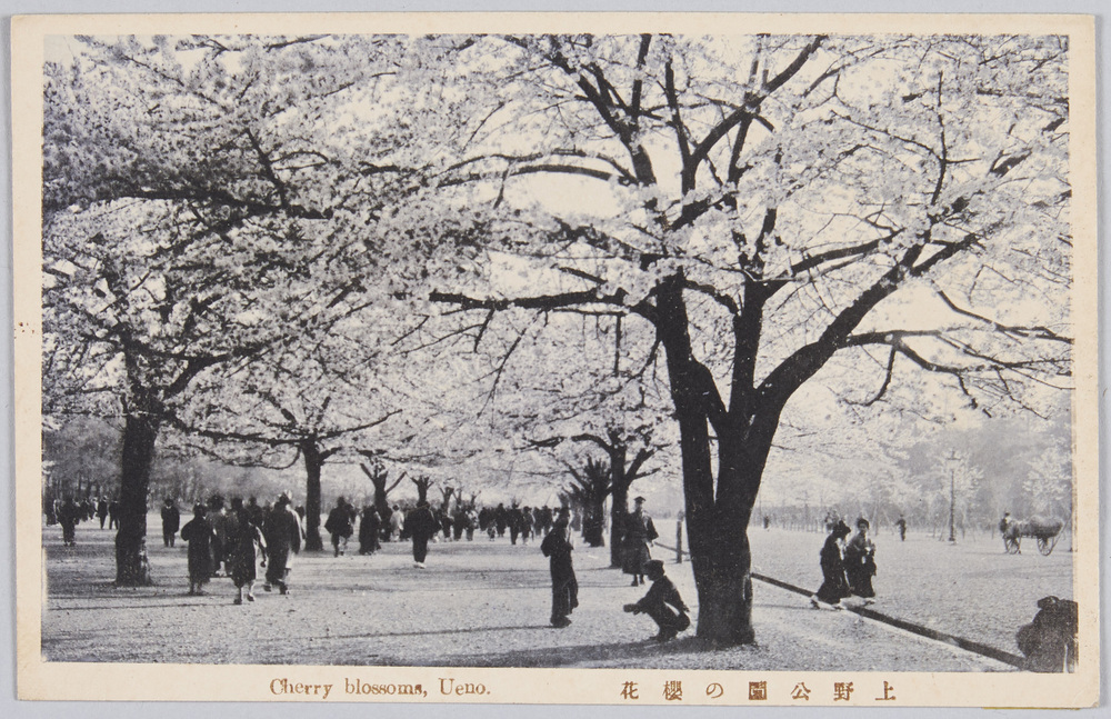 作品画像:上野公園の桜