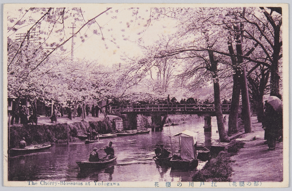 作品画像:江戸川の桜