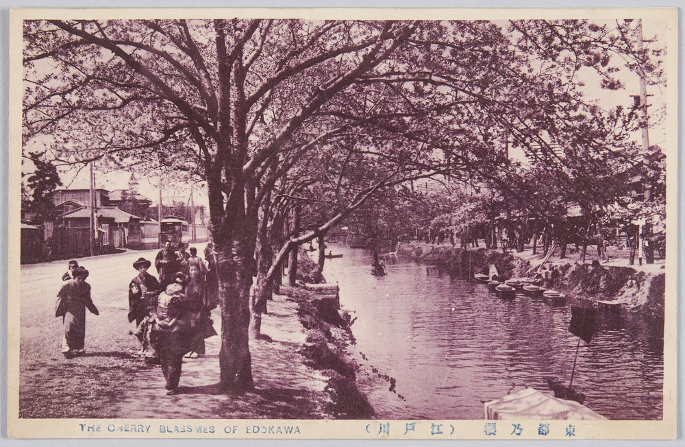 作品画像:江戸川の桜