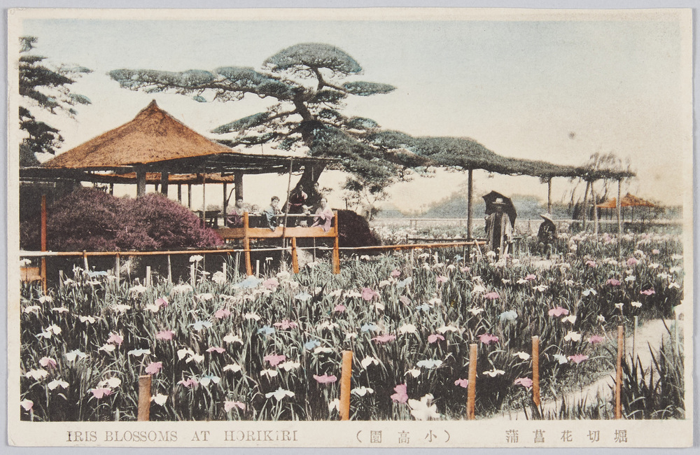 作品画像:堀切花菖蒲
