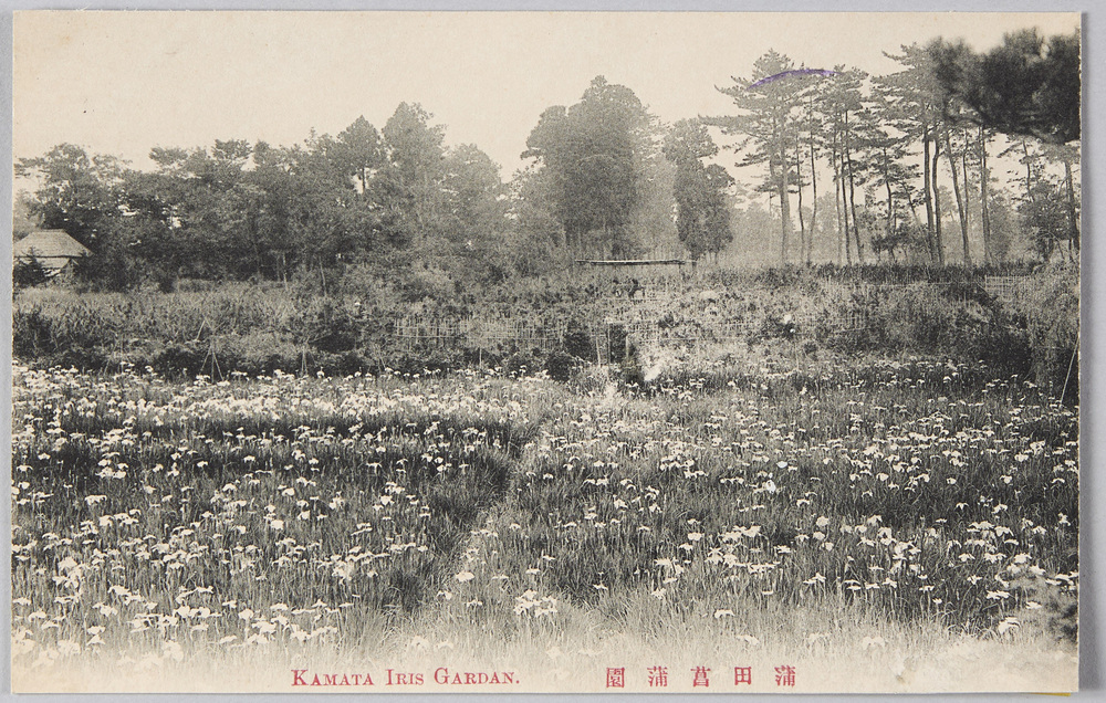 作品画像:蒲田菖蒲園