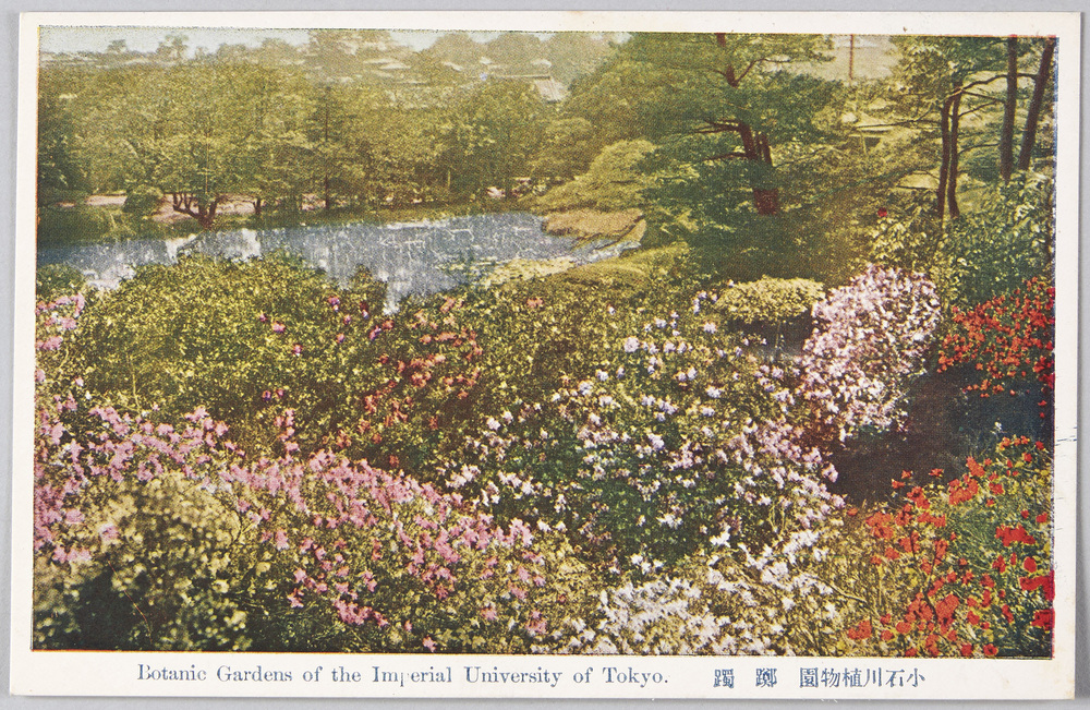 作品画像:小石川植物園 躑躅
