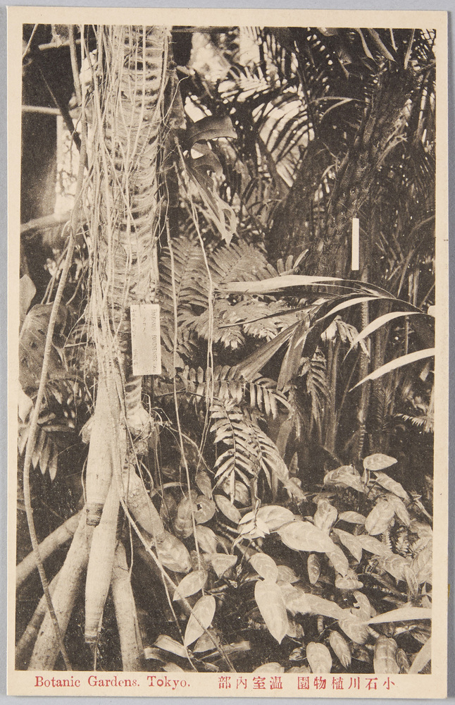 作品画像:小石川植物園温室内部