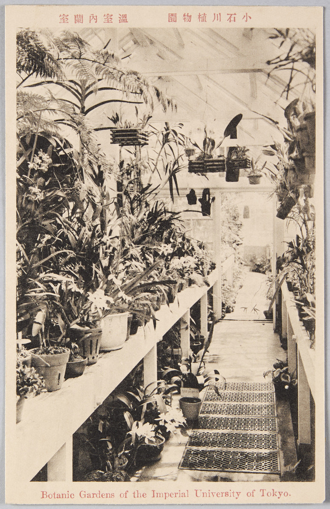 作品画像:小石川植物園 温室内蘭室