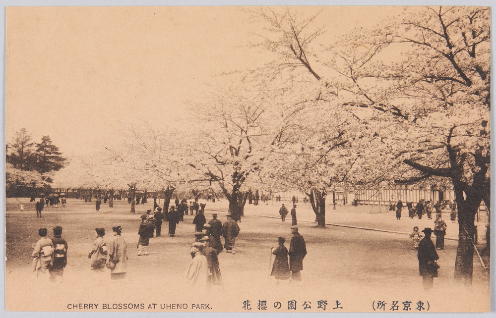 作品画像:(東京名所) 上野公園の櫻花 CHERRY BLOSSOMS AT UHENO PARK.