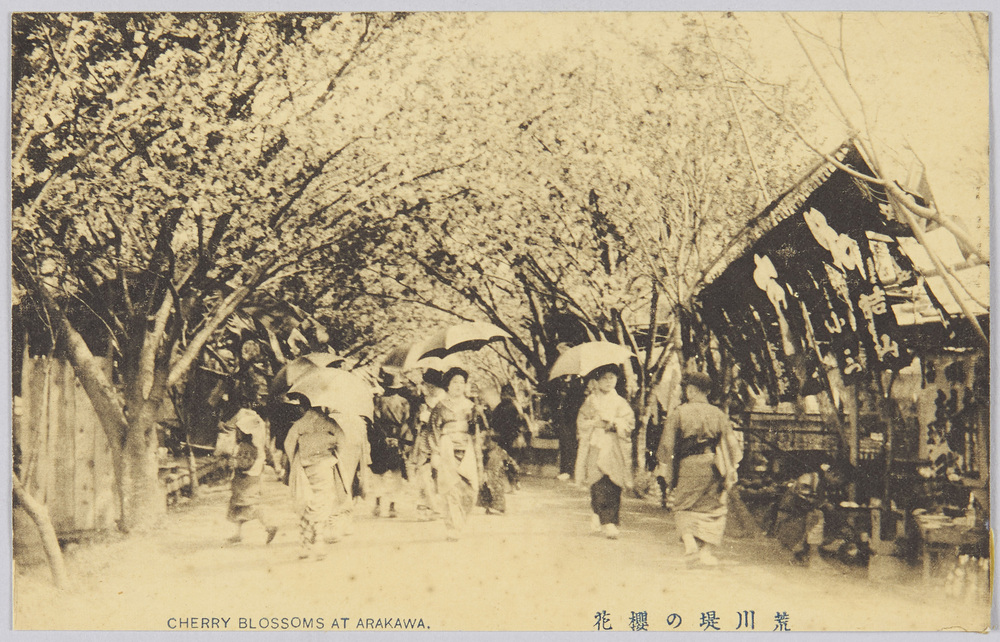 作品画像:荒川堤の櫻花 CHERRY BLOSSOMS AT ARAKAWA.