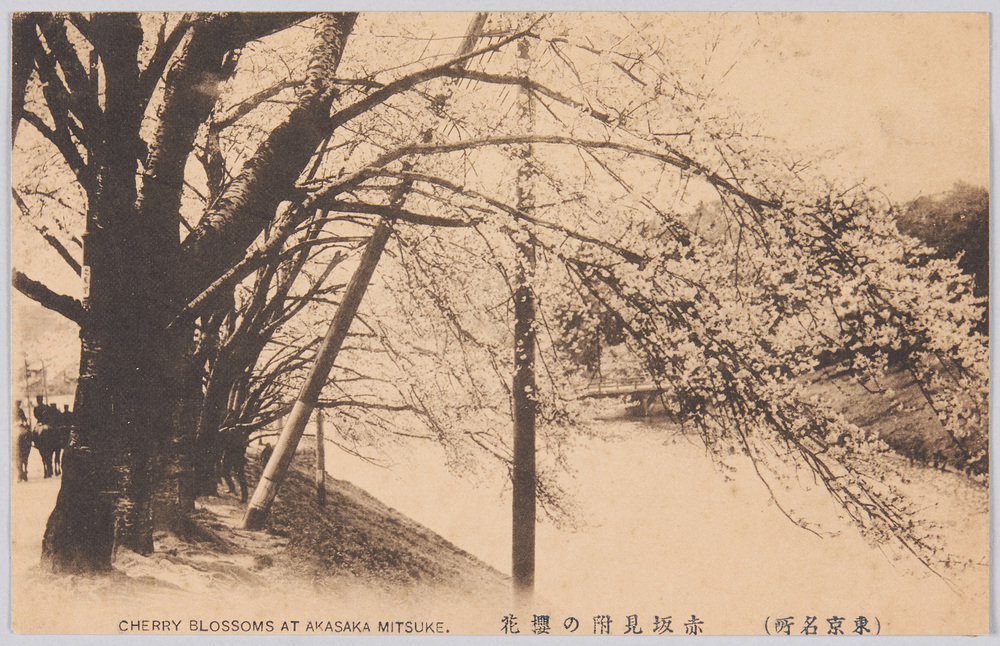 作品画像:(東京名所) 赤坂見附の櫻花 CHERRY BLOSSOMS AT AKASAKA MITSUKE.