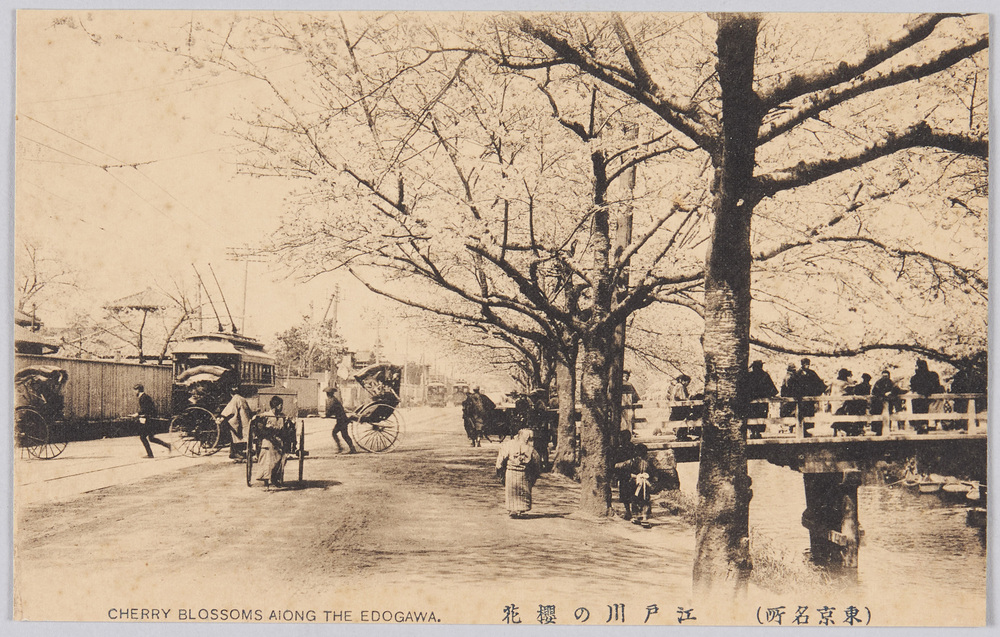 作品画像:(東京名所)江戸川の櫻花 CHERRY BLOSSOMS ALONG THE EDOGAWA.