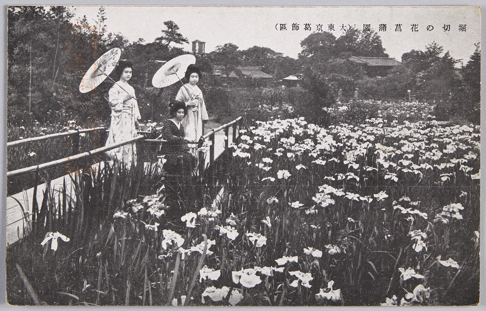 作品画像:堀切の花菖蒲園(大東京葛飾区)