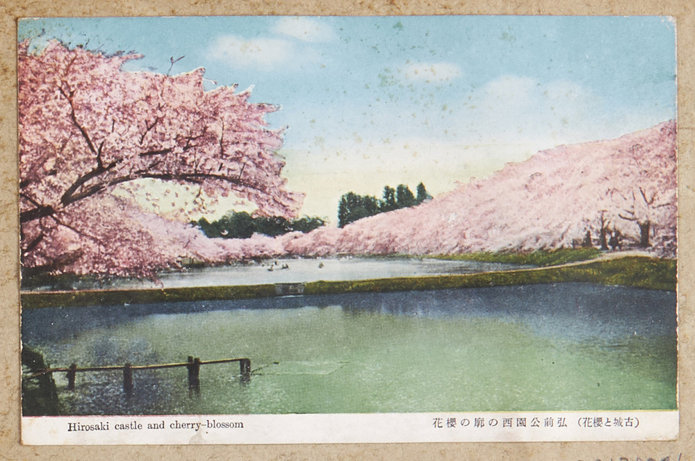 作品画像:(古城と桜花)弘前公園西の廓の桜花
