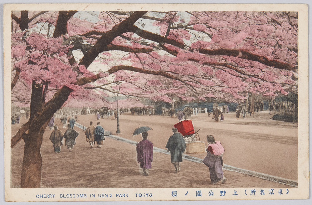作品画像:上野公園ノ桜