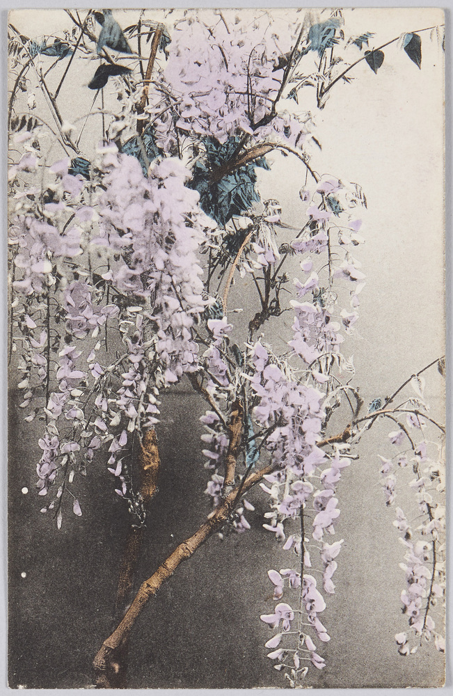 作品画像:藤