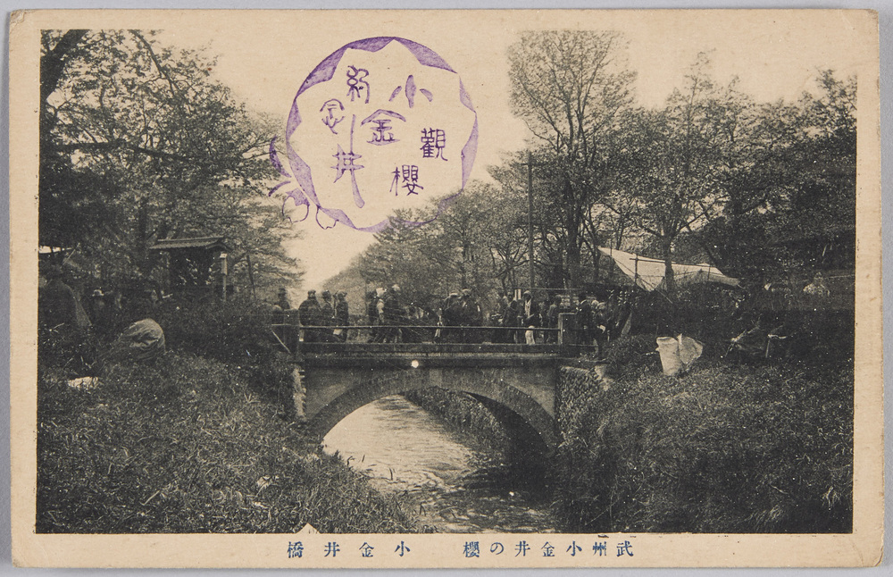 作品画像:武州小金井の桜