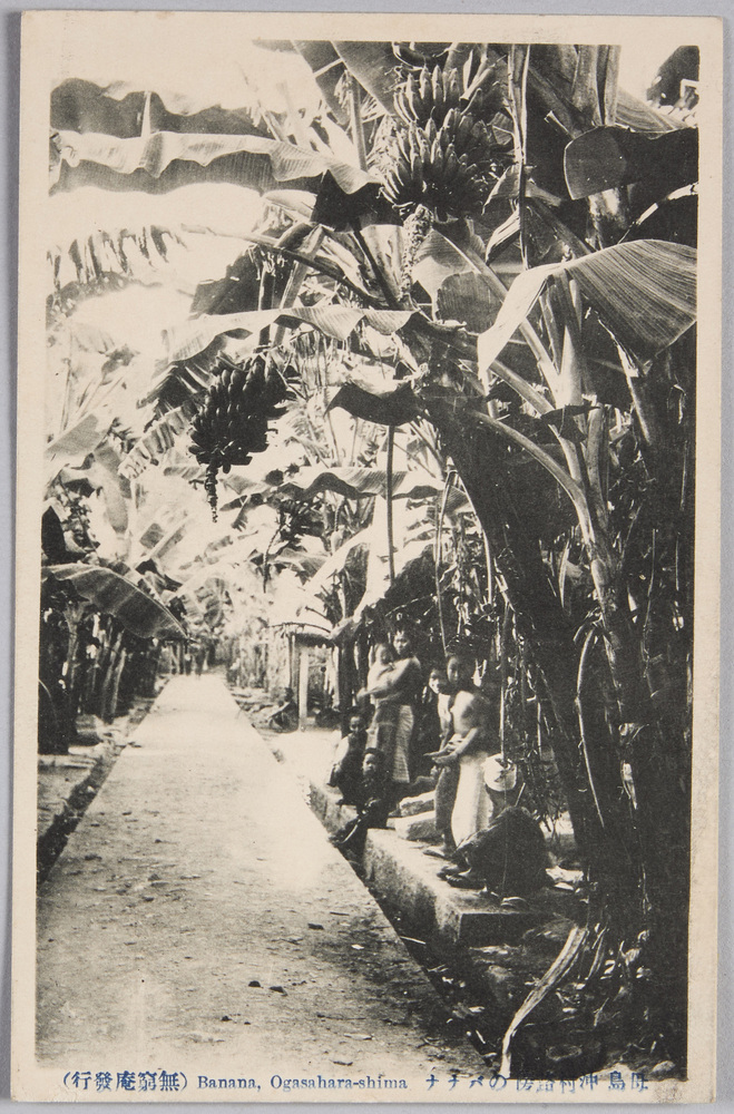 作品画像:母島沖村路傍のバナナ Banana,Ogasahara-shima
