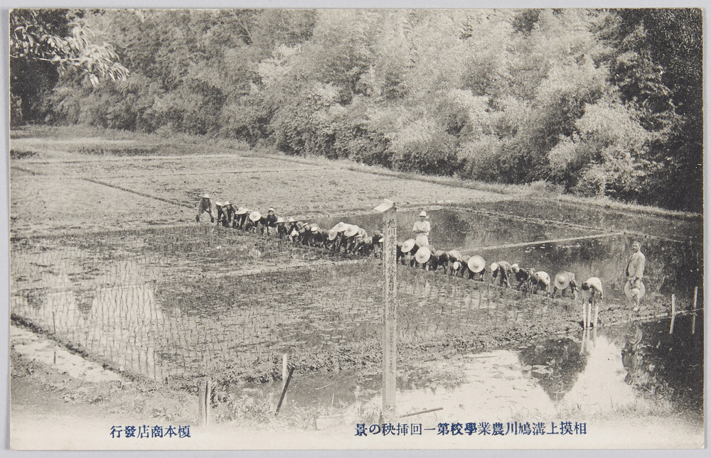作品画像:相模上溝鳩川農業学校第一回挿秧の景