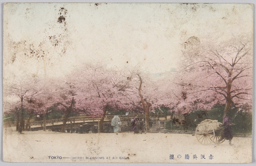 作品画像:赤坂葵橋の桜